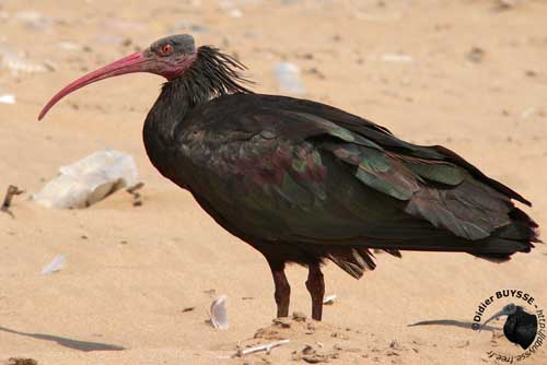 L'ibis chauve de Syrie.
