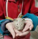 Animal totem - stage art thérapie et céramique pour les enfants - atelier de céramique moineaux & co quimper finistère