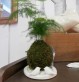 coupelle kokedama - ceramique - pratique- art floral japonais - oiseaux - fleurs - papillons 9